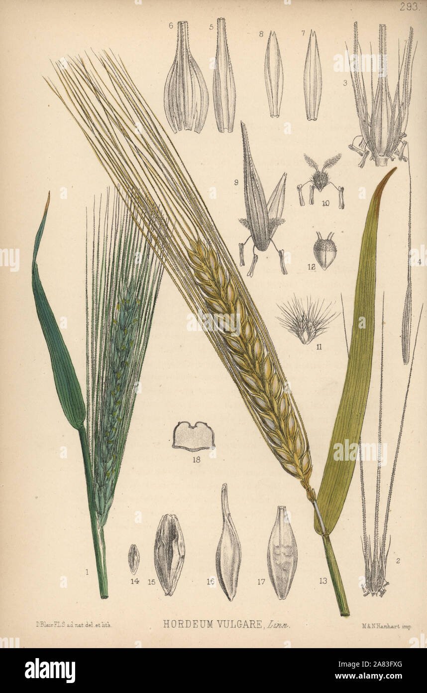 Barley imported image