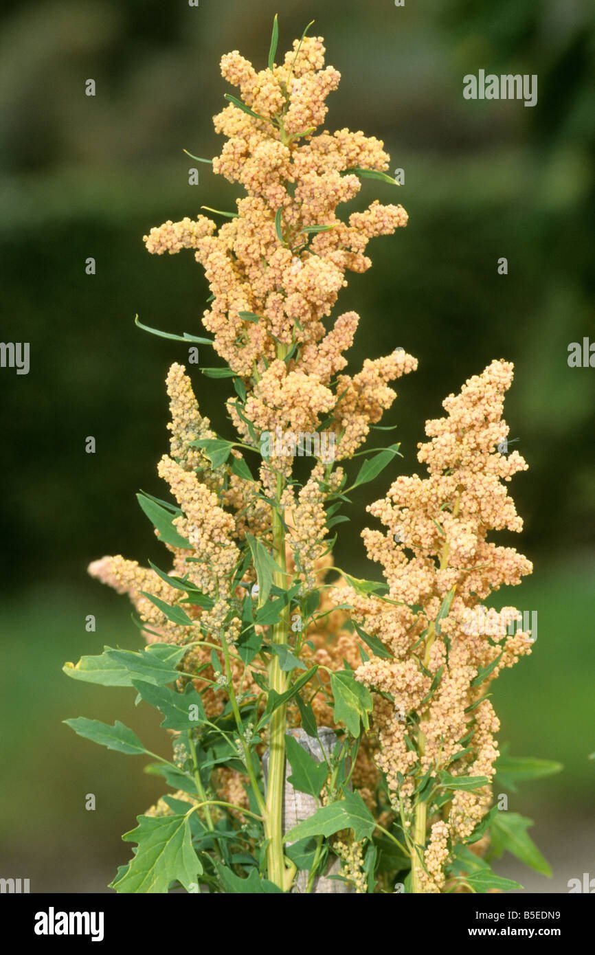 Quinoa imported image
