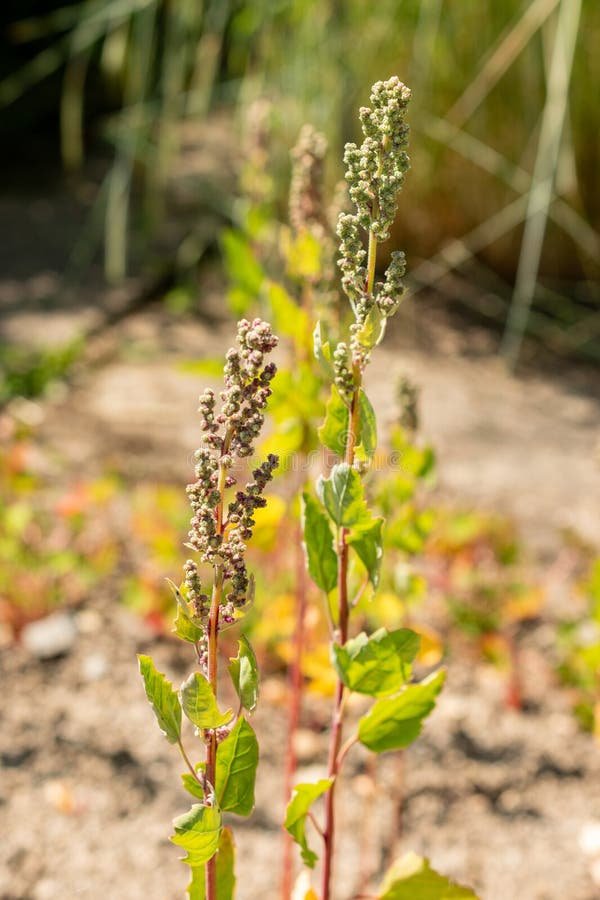 Quinoa imported image