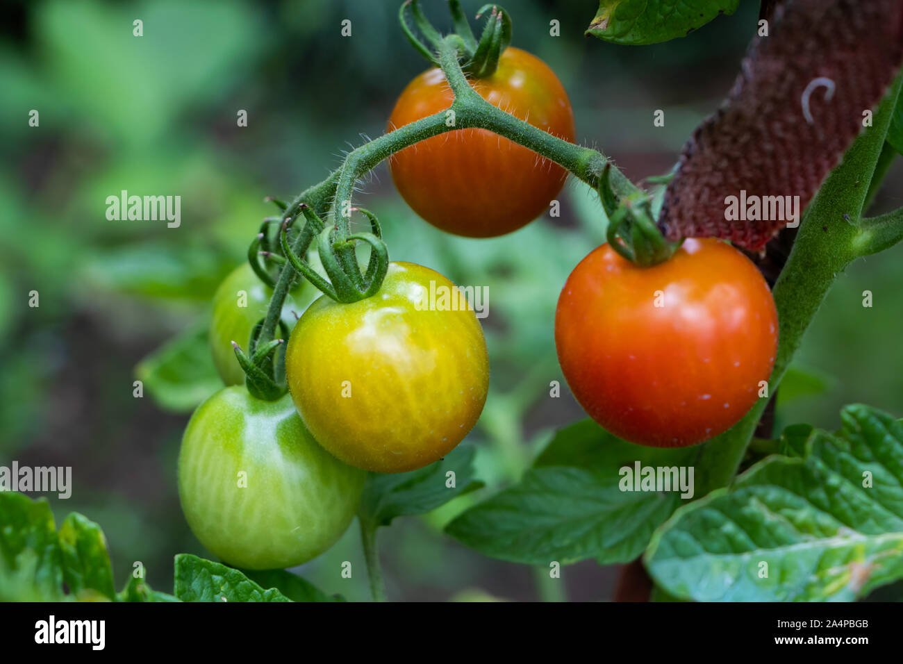 Tomato imported image