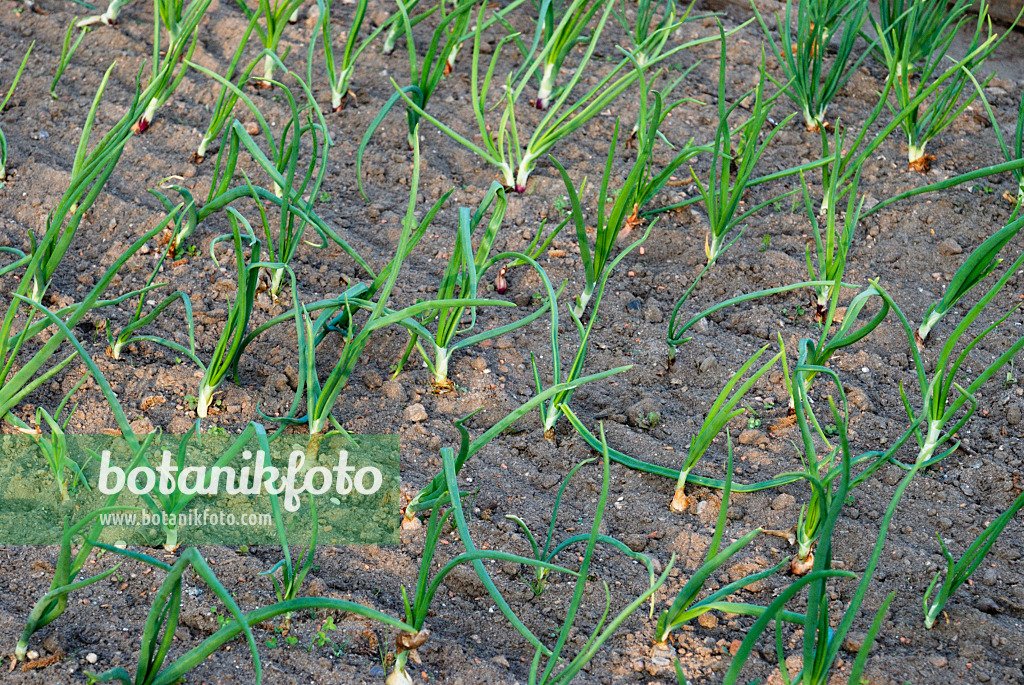 Onion imported image