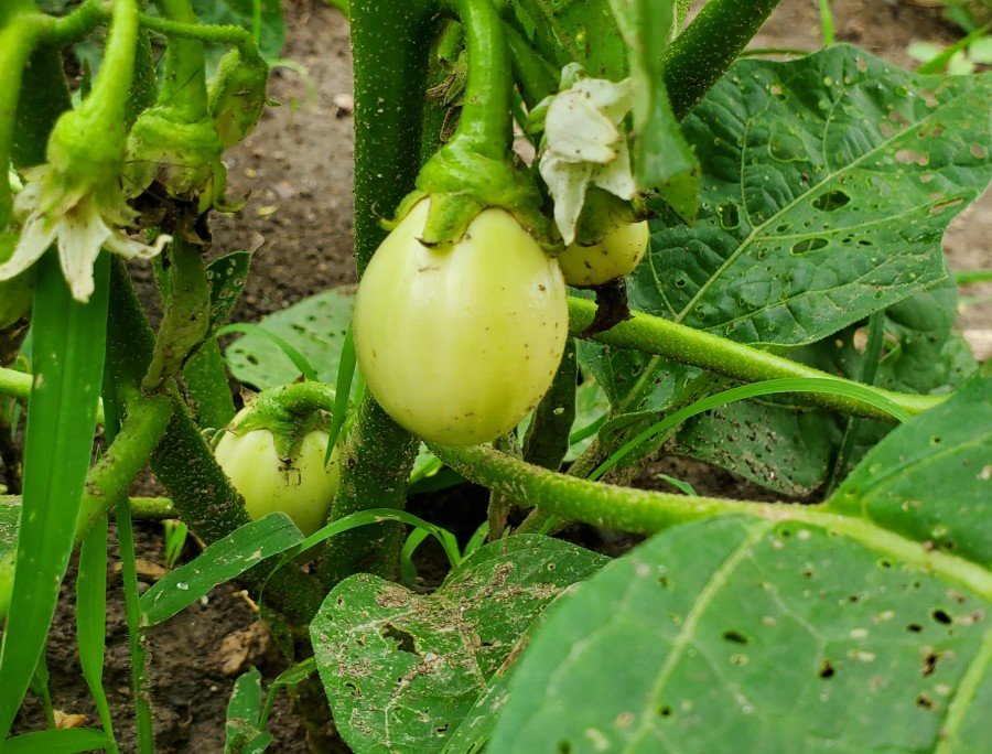 African eggplant (garden egg)