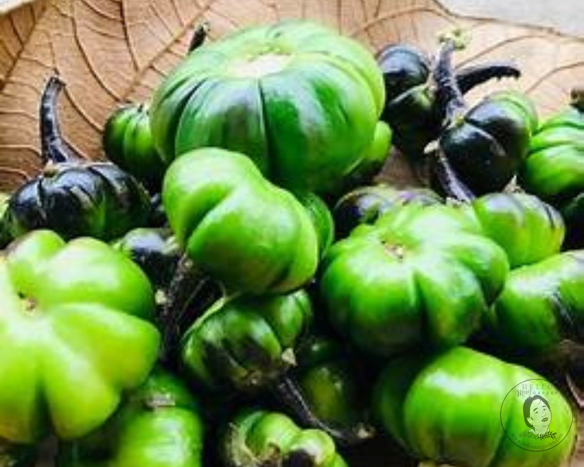 African eggplant (garden egg) imported image