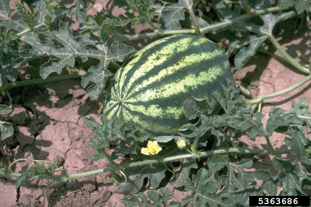 Watermelon imported image