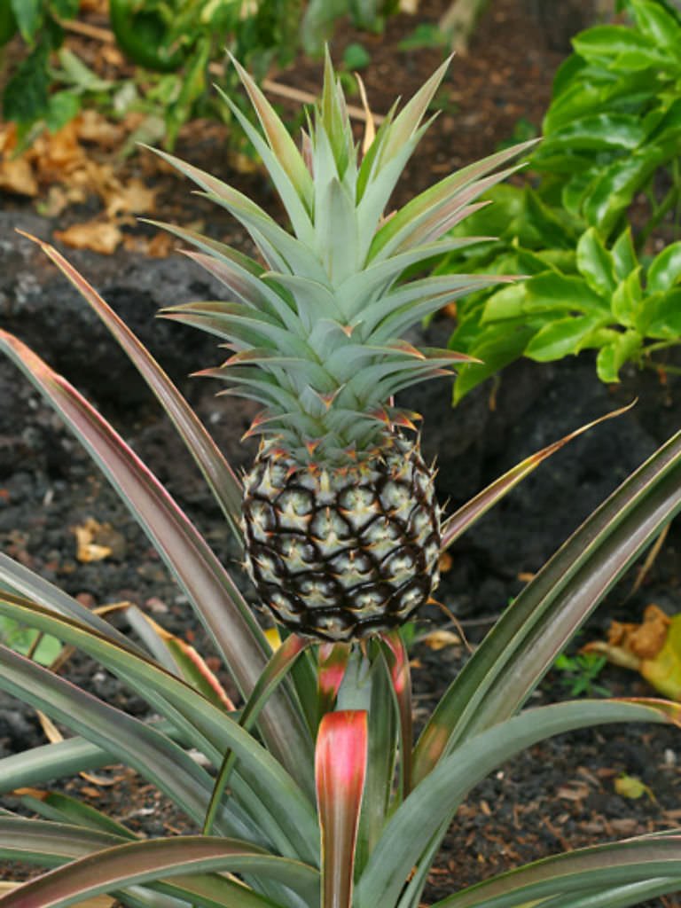 Pineapple imported image