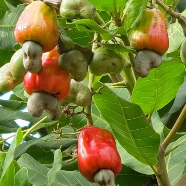 Cashew imported image