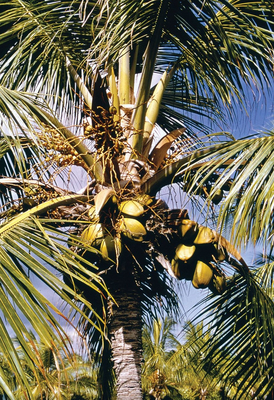 Coconut imported image