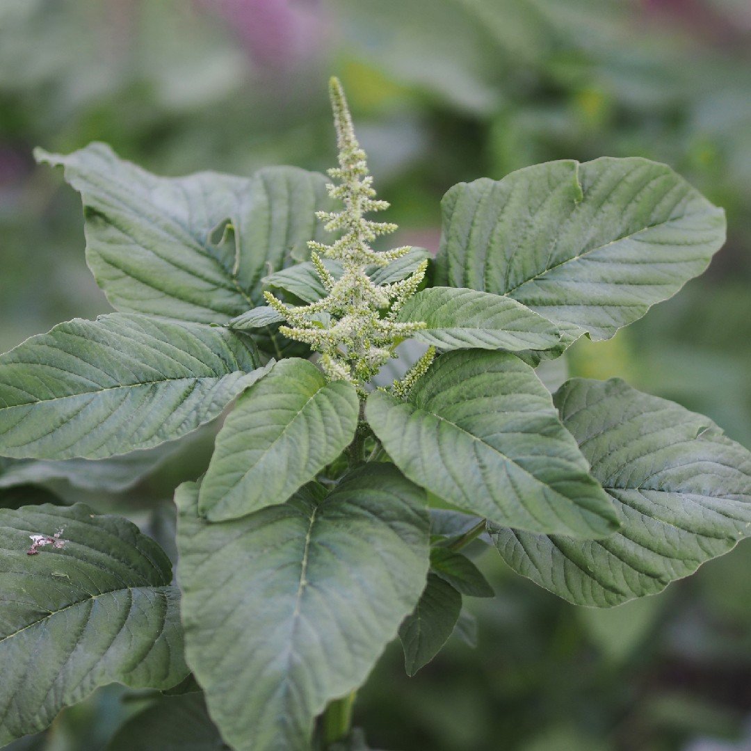 Amaranth Leaves imported image