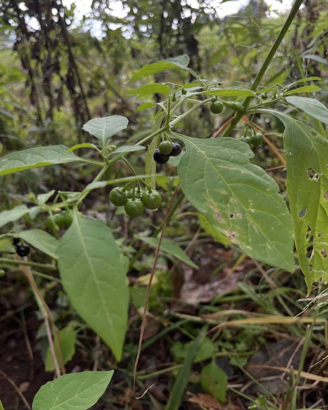 Black Nightshade imported image