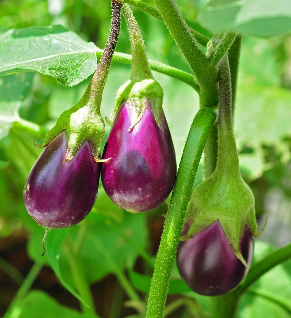 Eggplant imported image