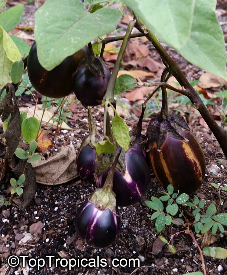 Eggplant imported image