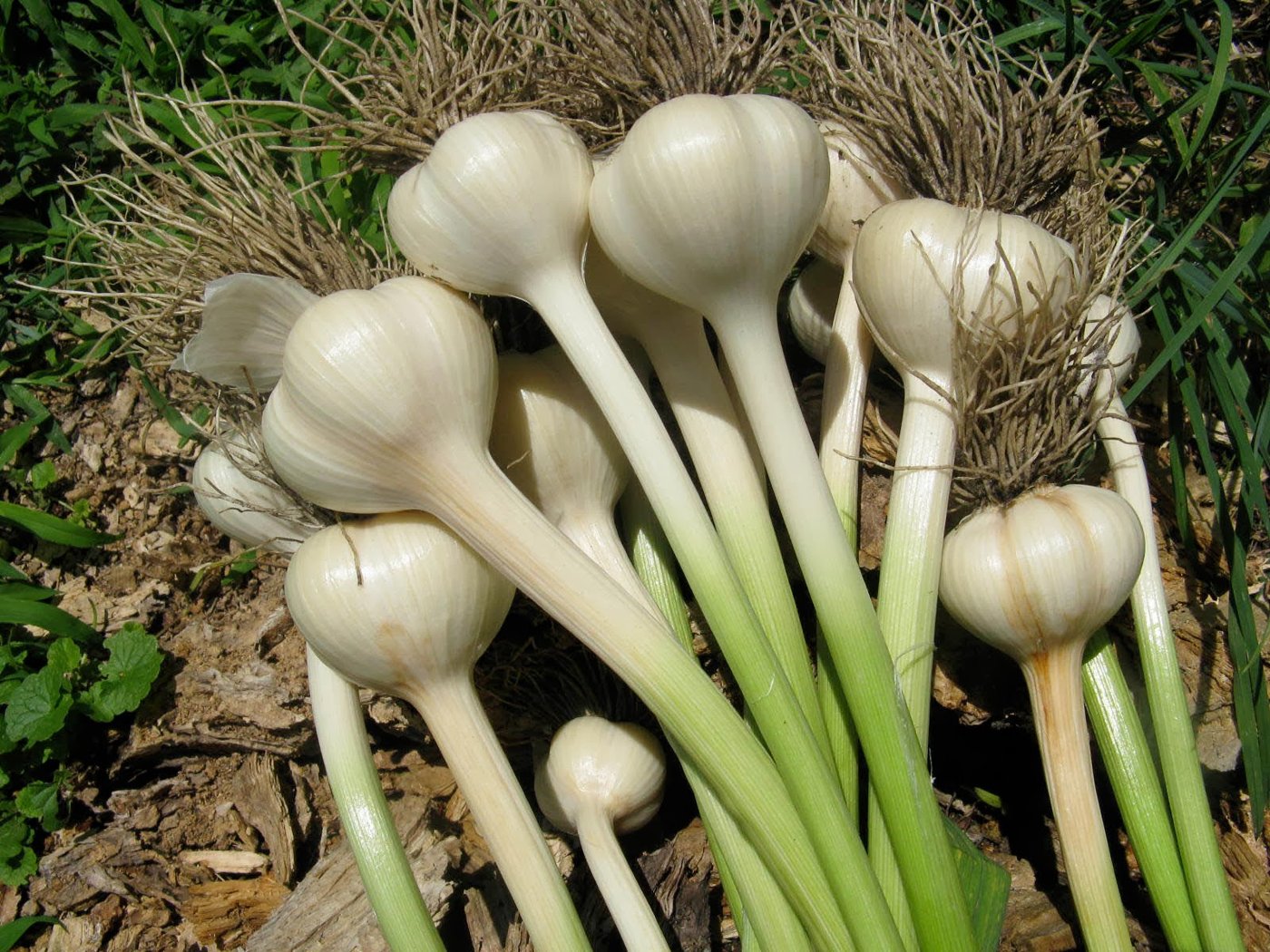 Garlic imported image