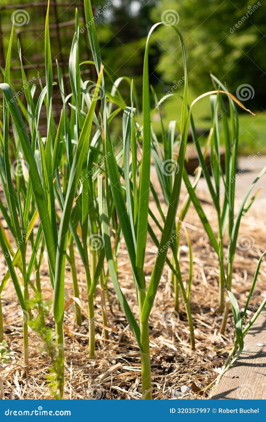 Garlic imported image