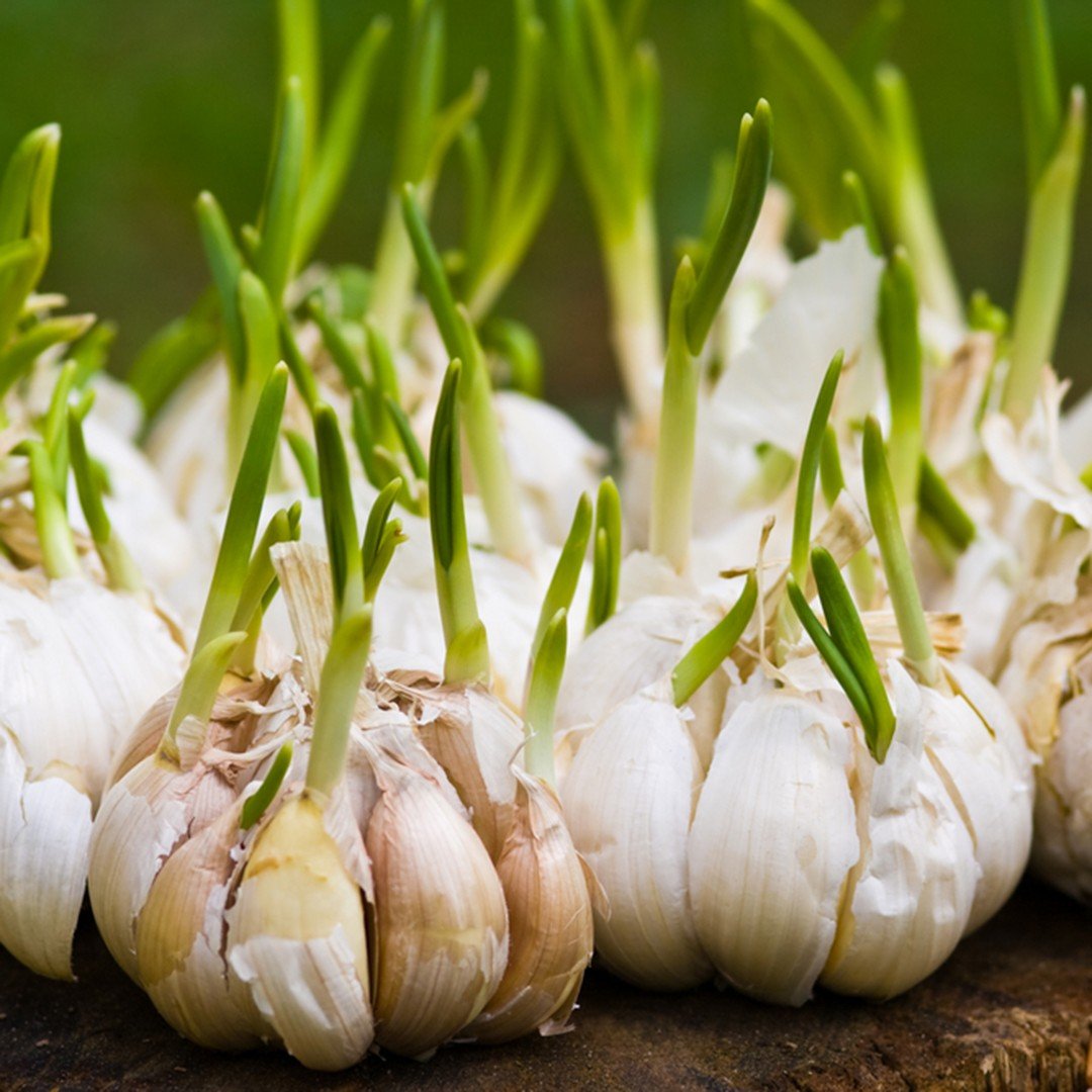 Garlic imported image