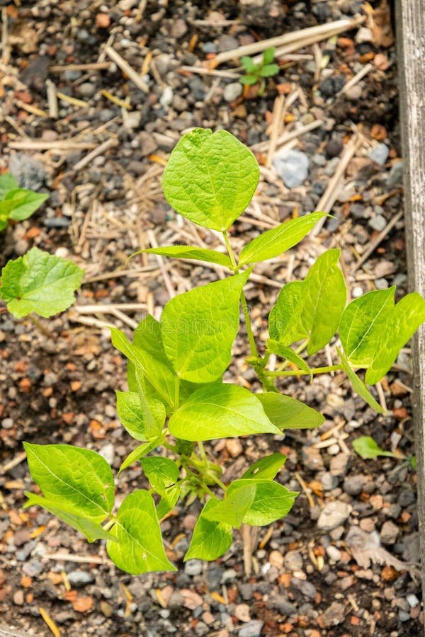 Green Gram imported image