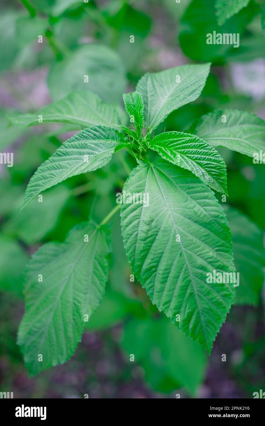 Jute Mallow imported image