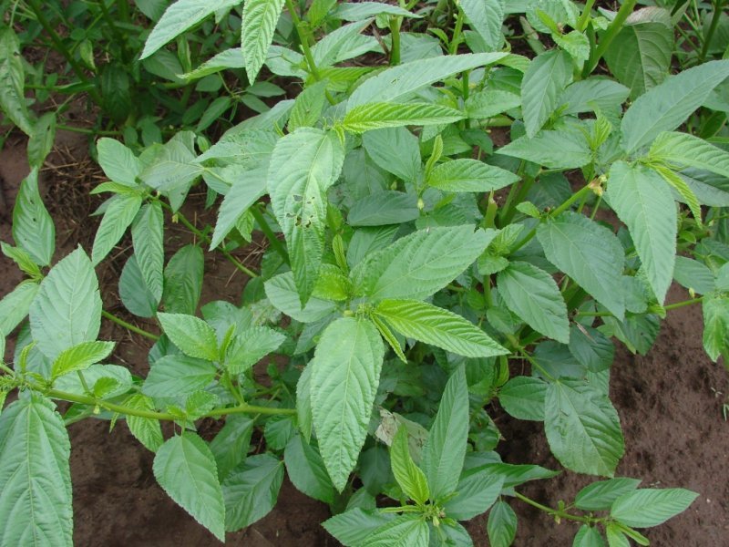 Jute Mallow imported image