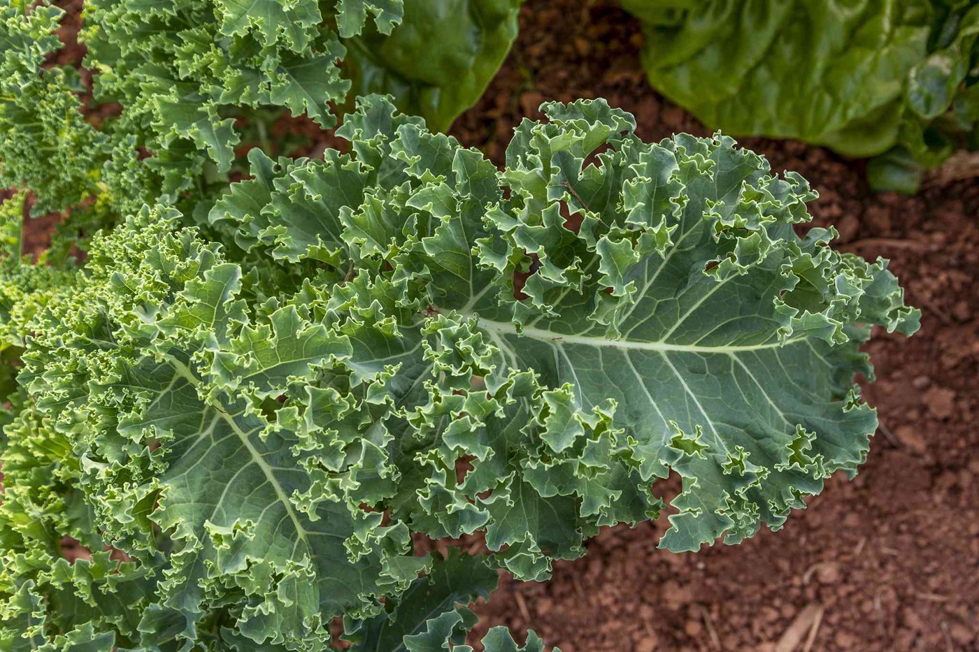 Kale / Collard imported image