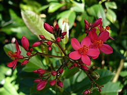 Jatropha