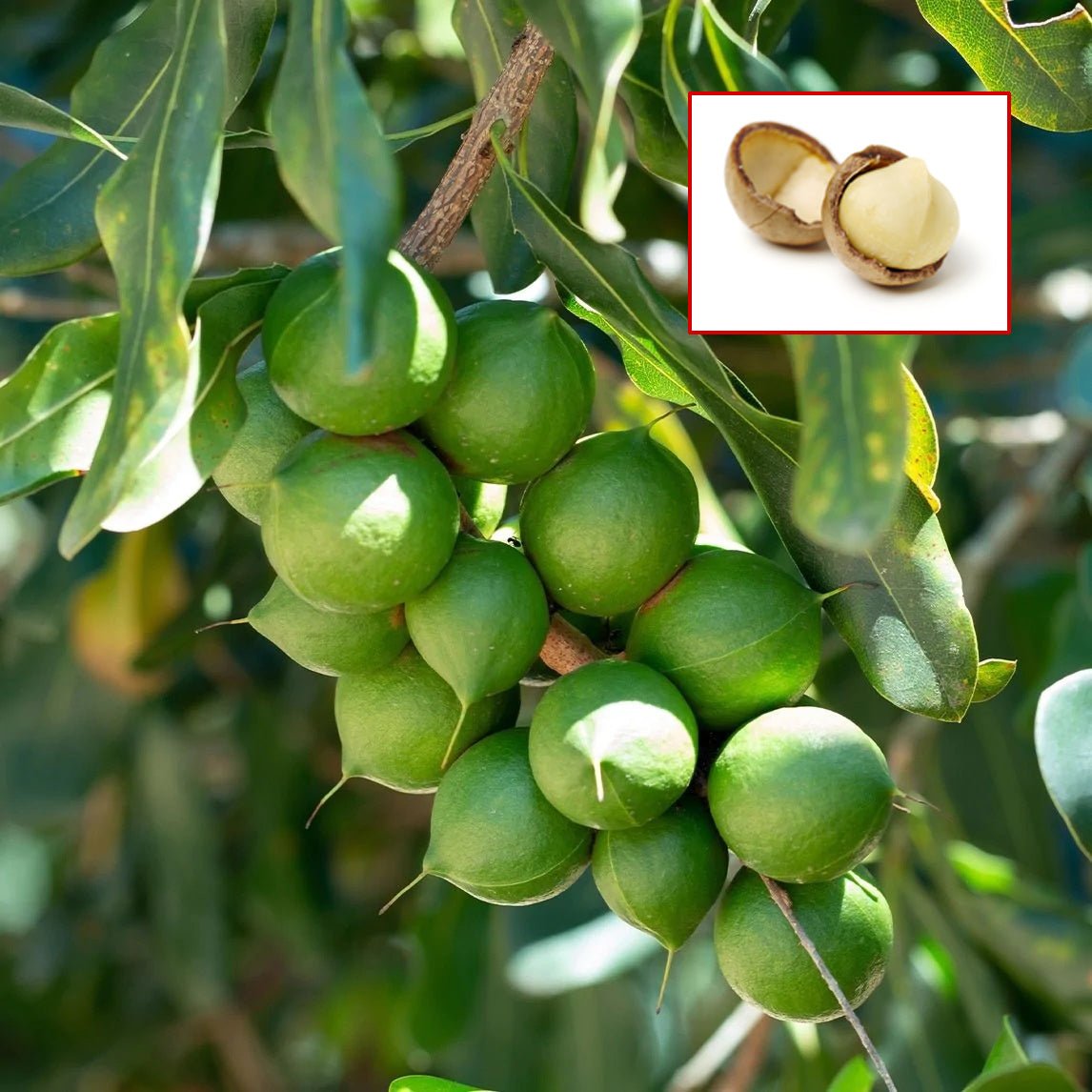 Macadamia imported image