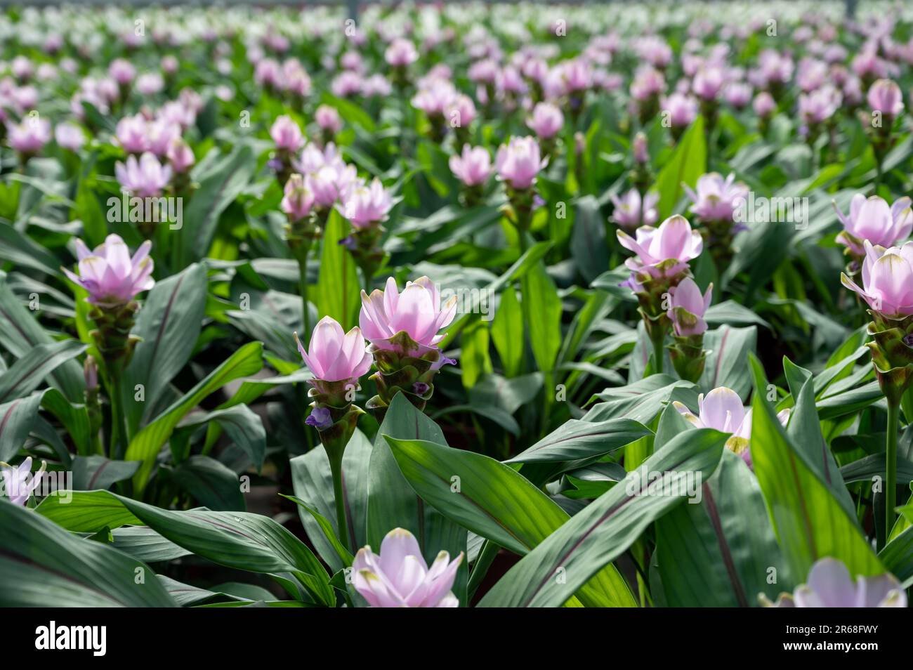 Turmeric imported image
