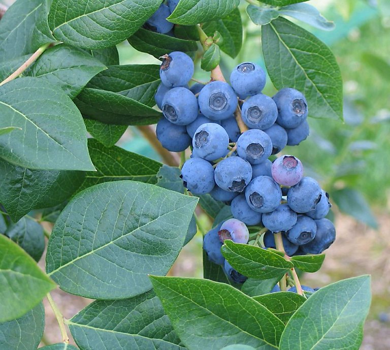 Blueberry imported image