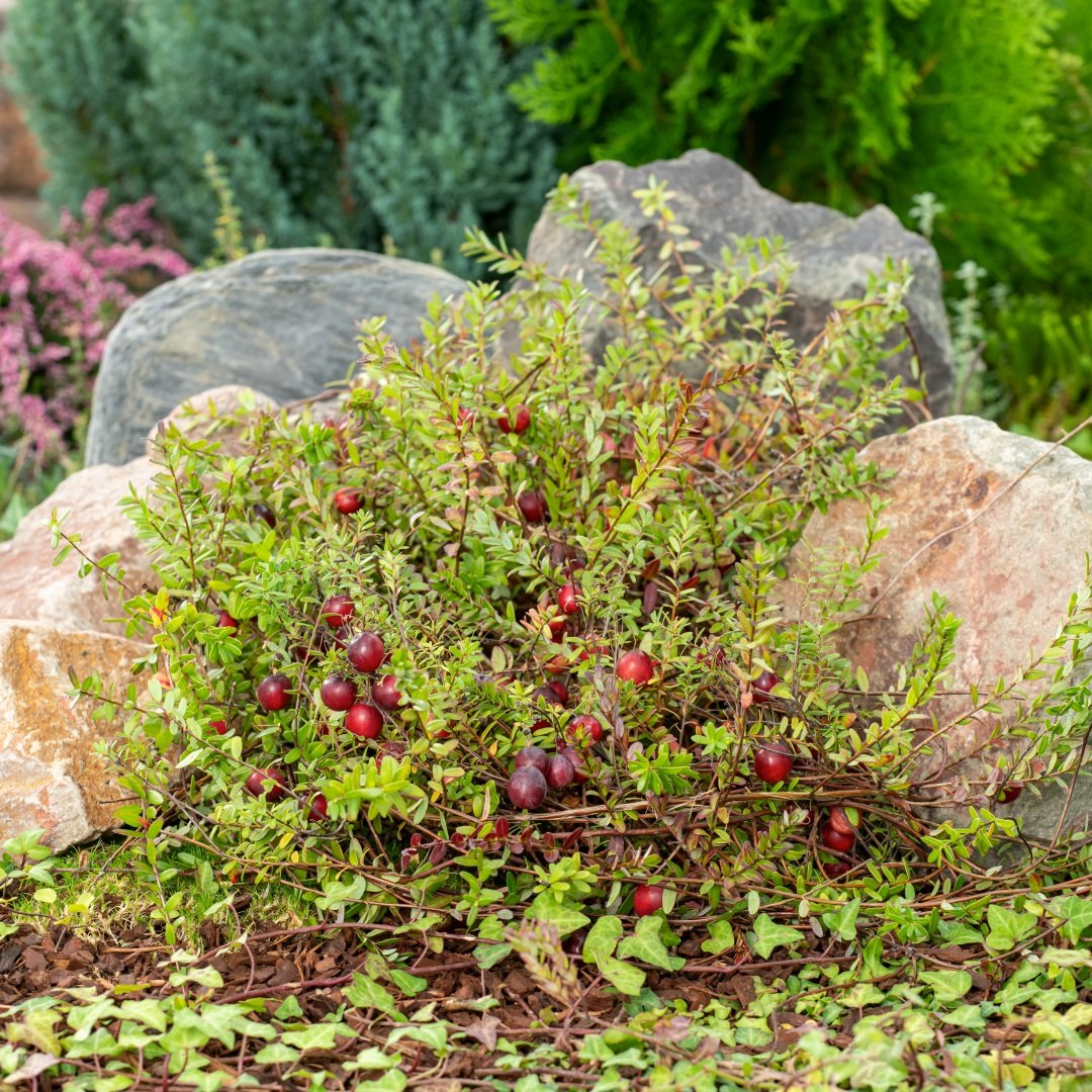 Cranberry imported image