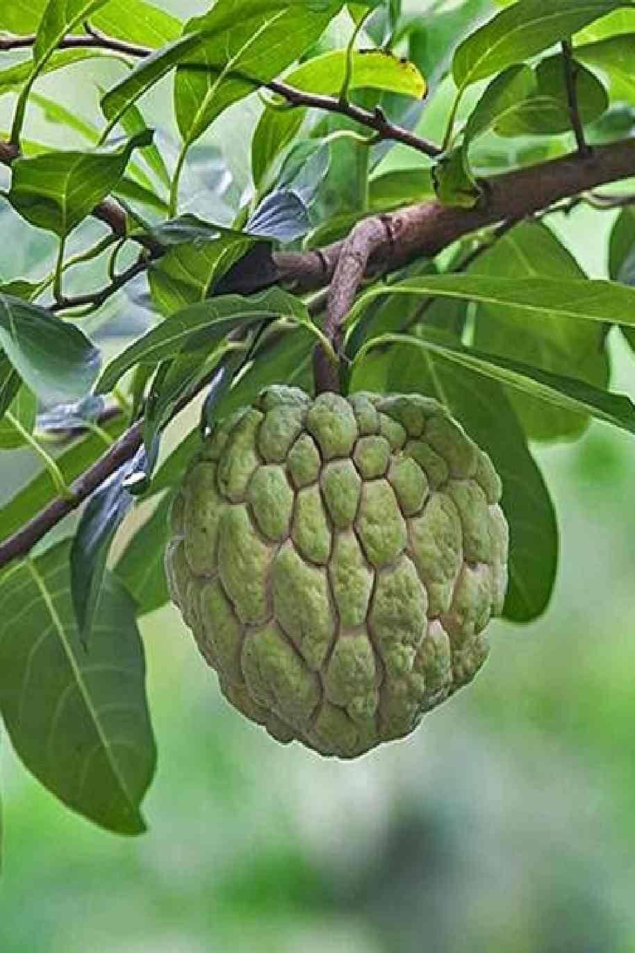 Custard Apple imported image