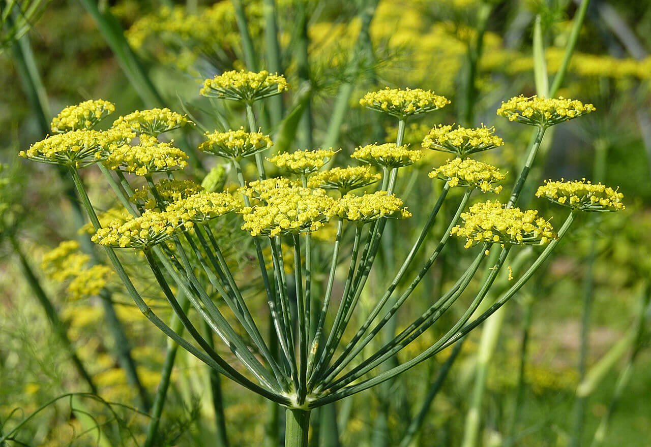 Fennel imported image