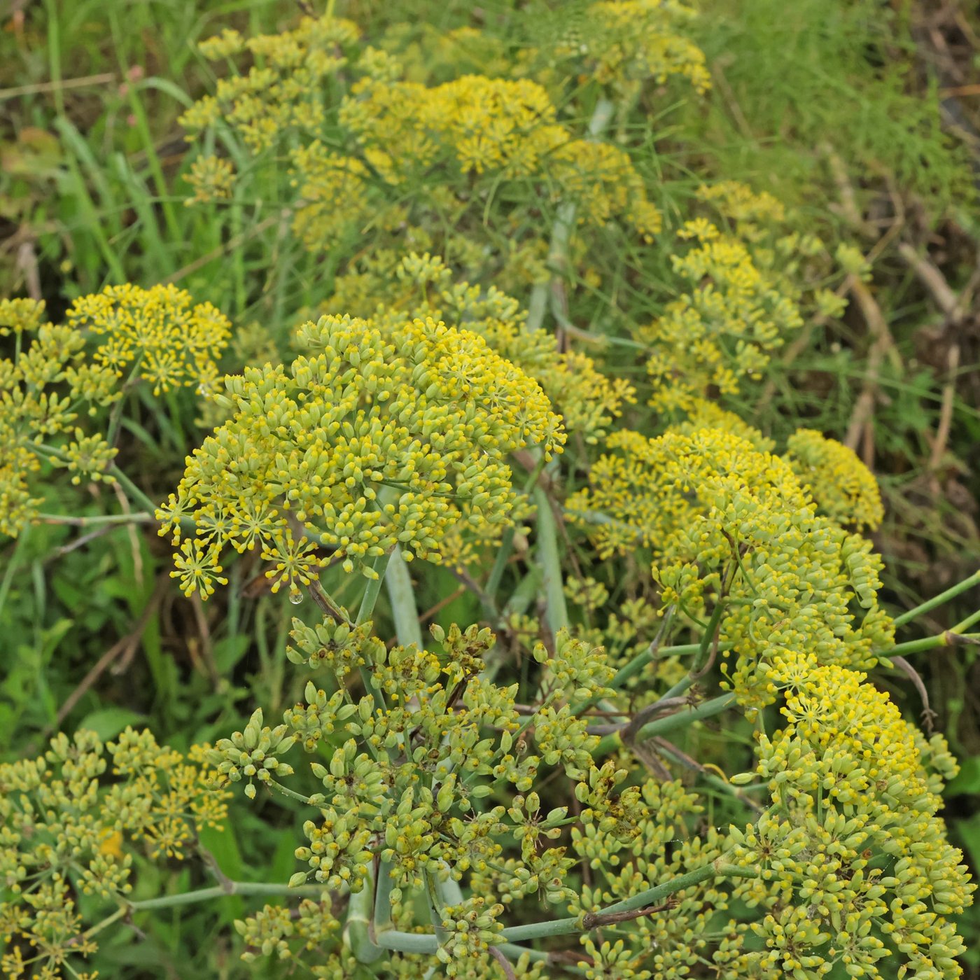 Fennel imported image