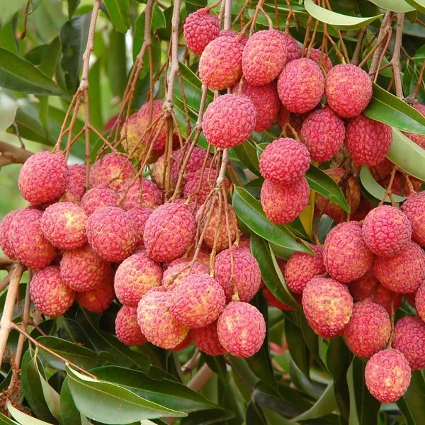 Lychee imported image