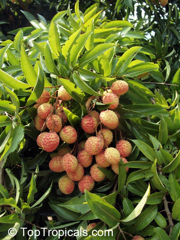 Lychee imported image