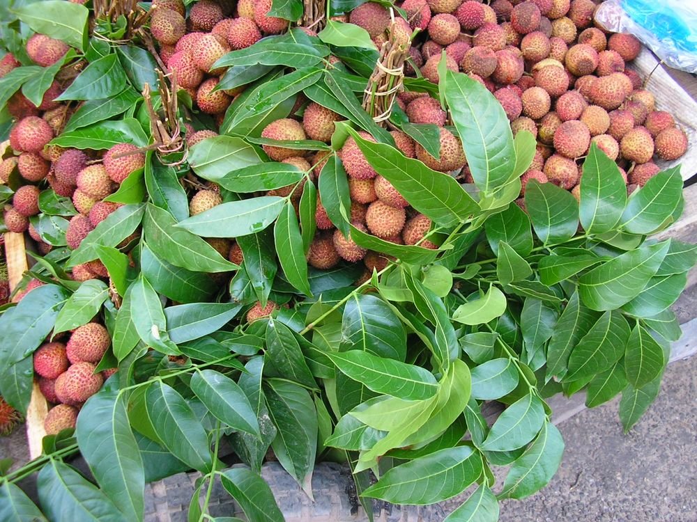 Lychee imported image