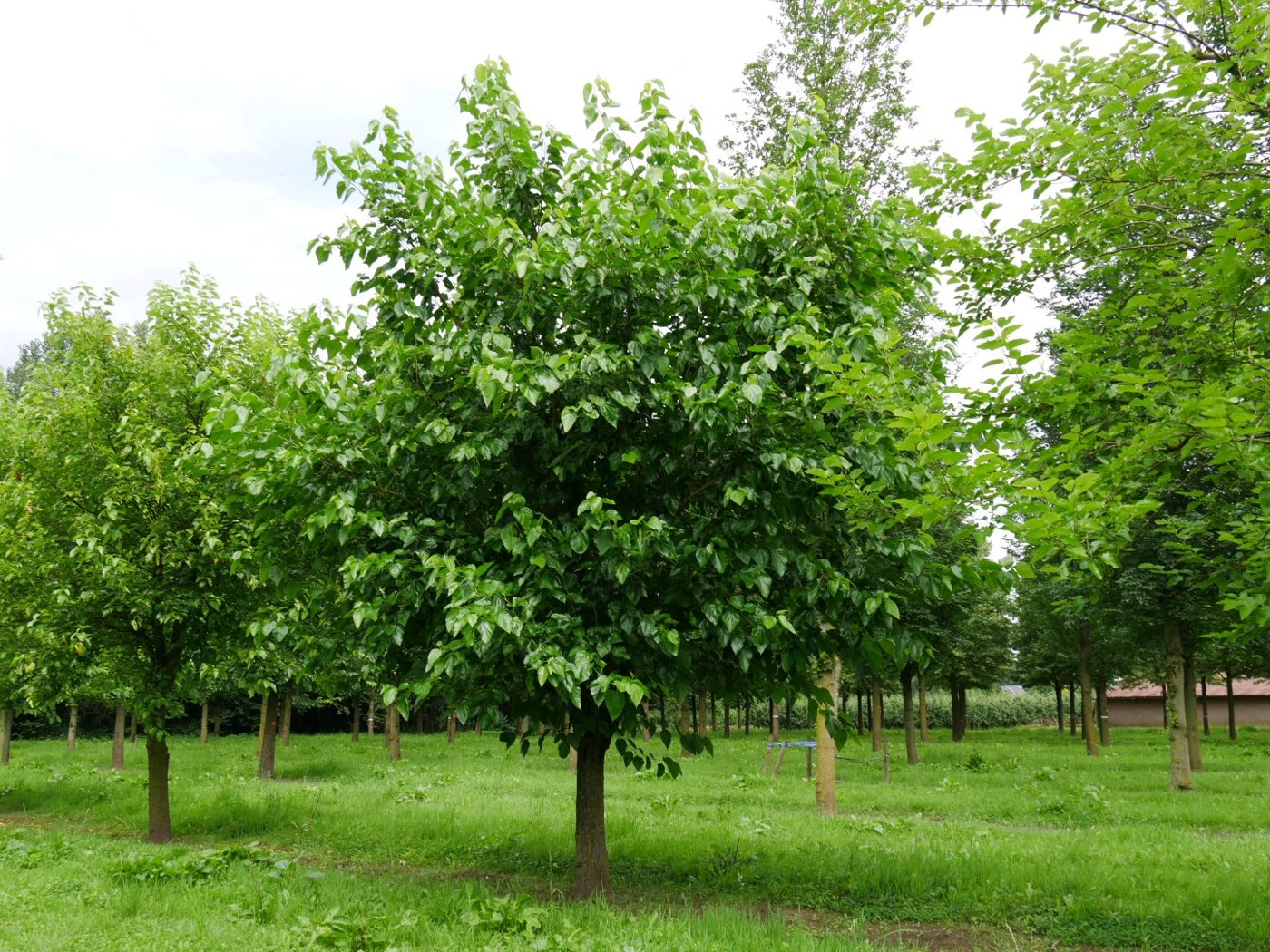 Mulberry imported image