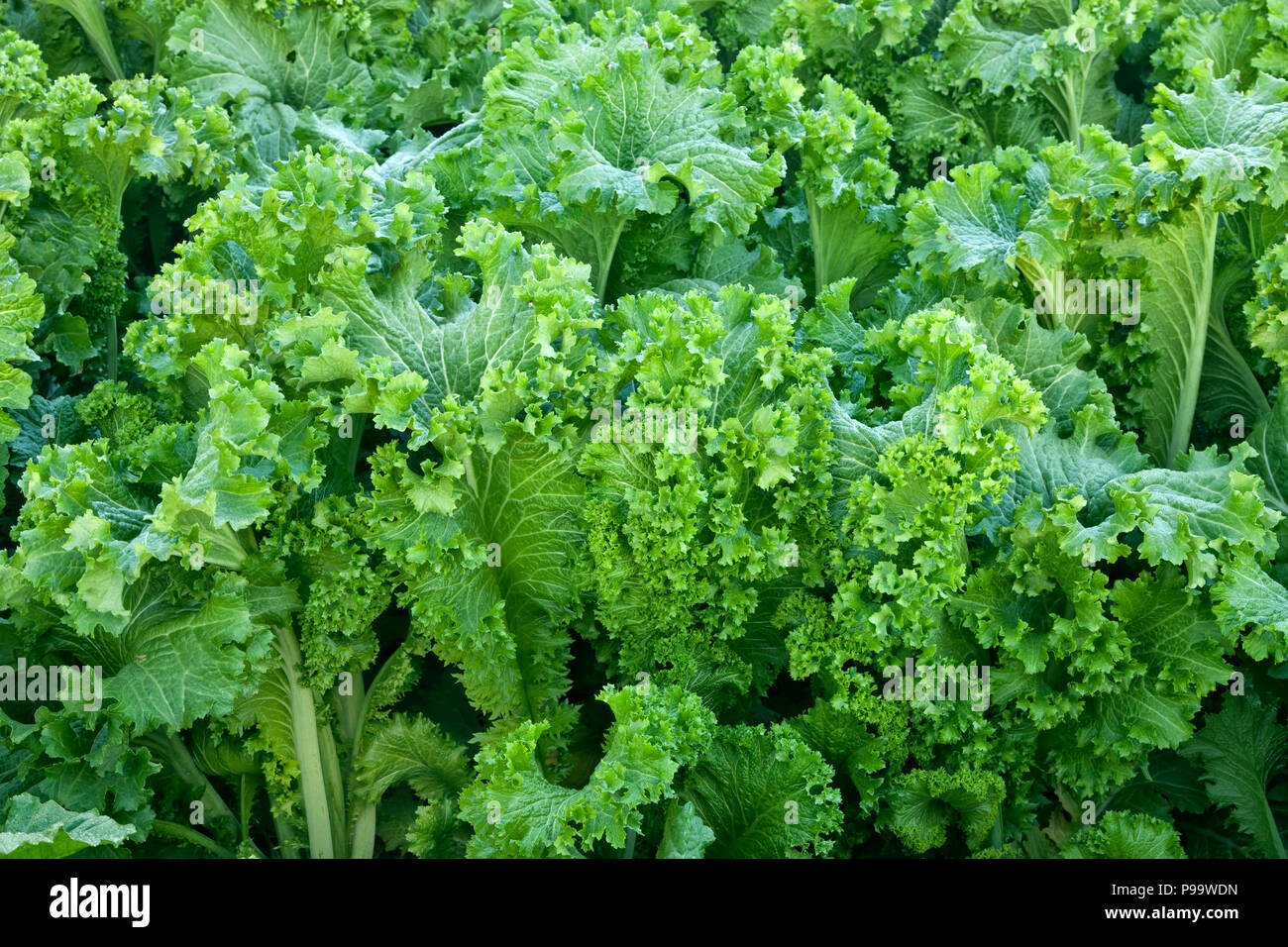 Mustard Greens imported image