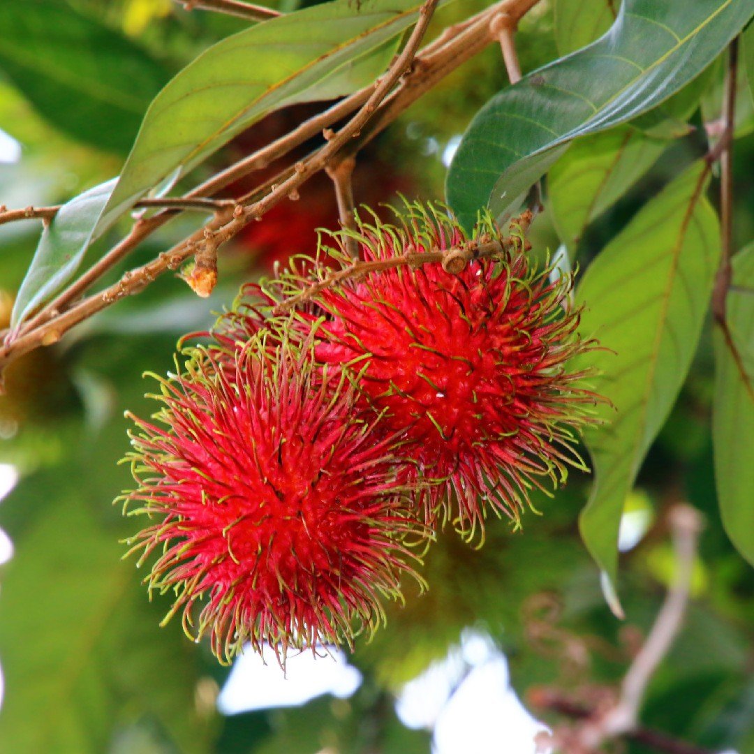 Rambutan imported image