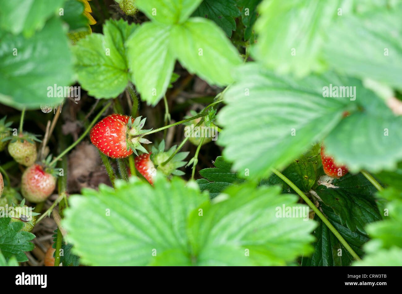 Strawberry imported image