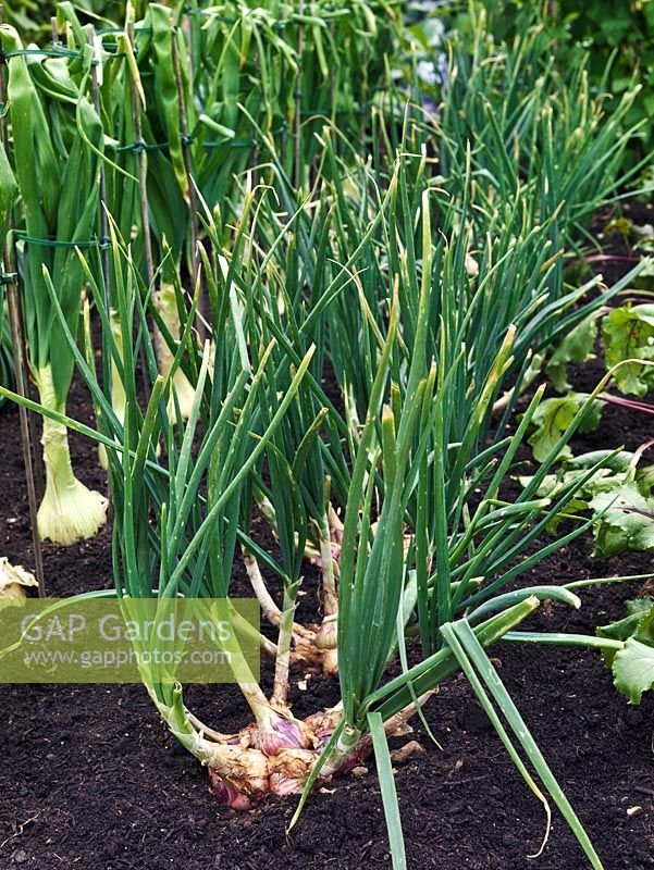 Shallot imported image