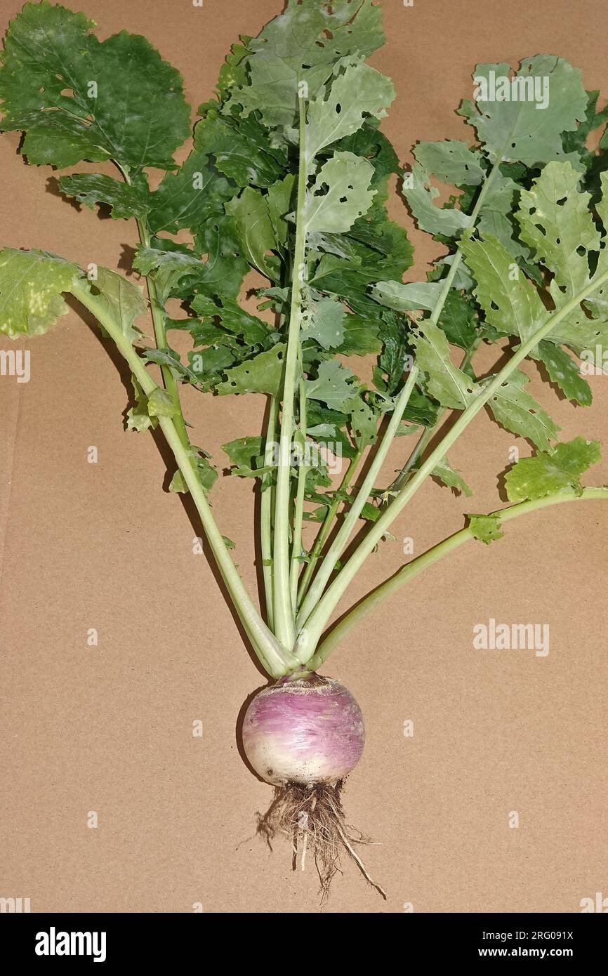 Turnip