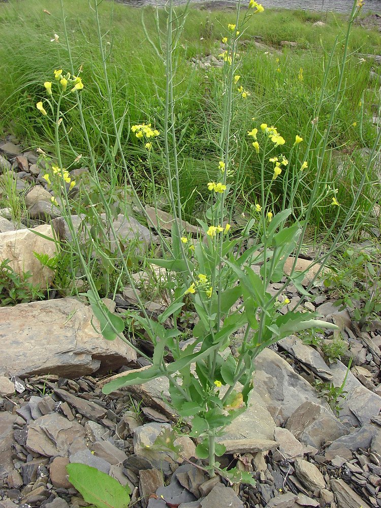 Turnip imported image