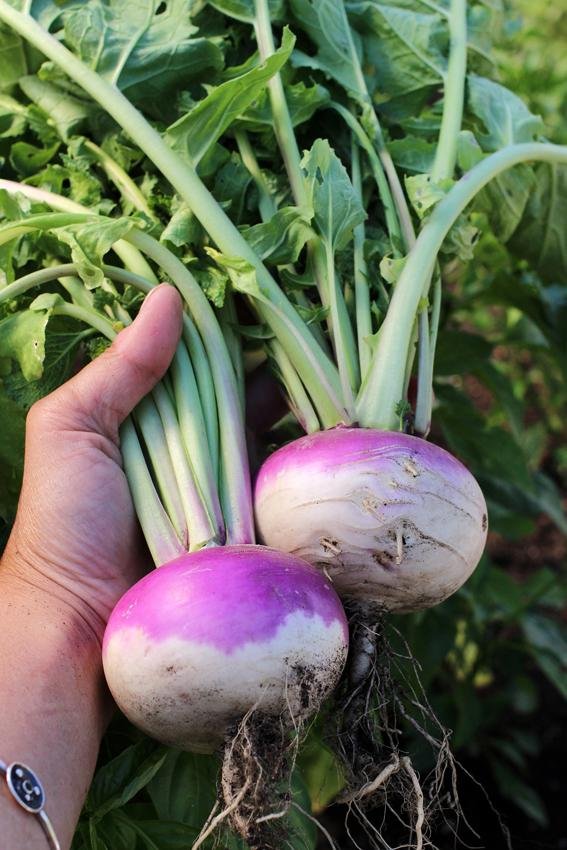 Turnip imported image