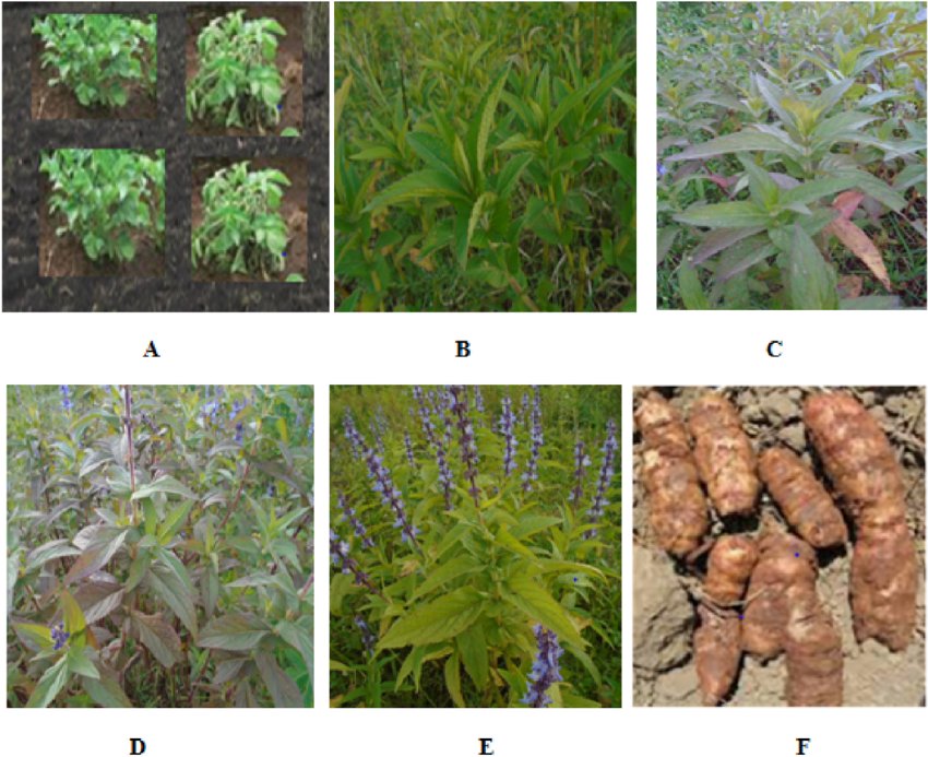 Ethiopian Potato imported image