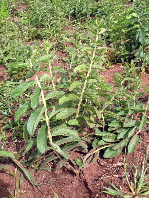 Ethiopian Potato imported image