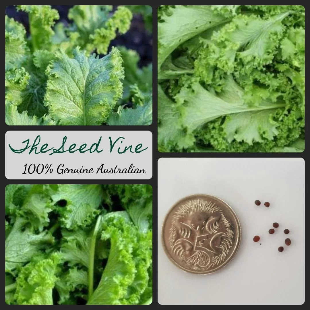 Mustard Seed imported image