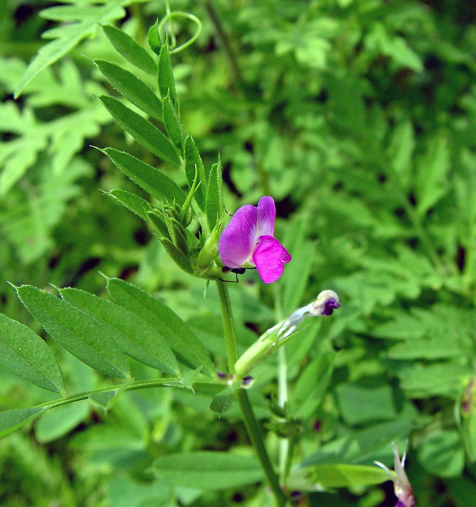 Vetch imported image