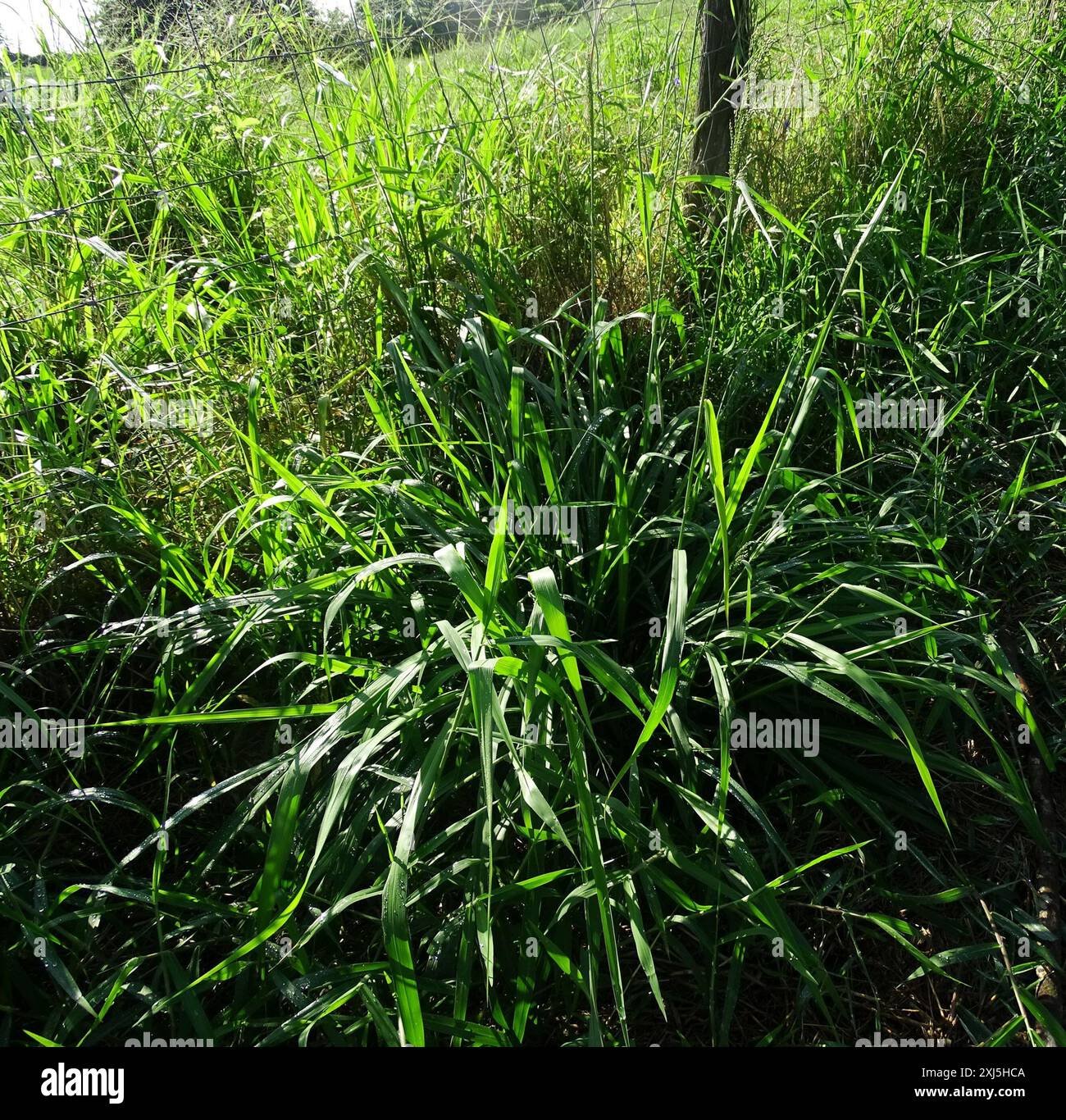 Guinea Grass imported image
