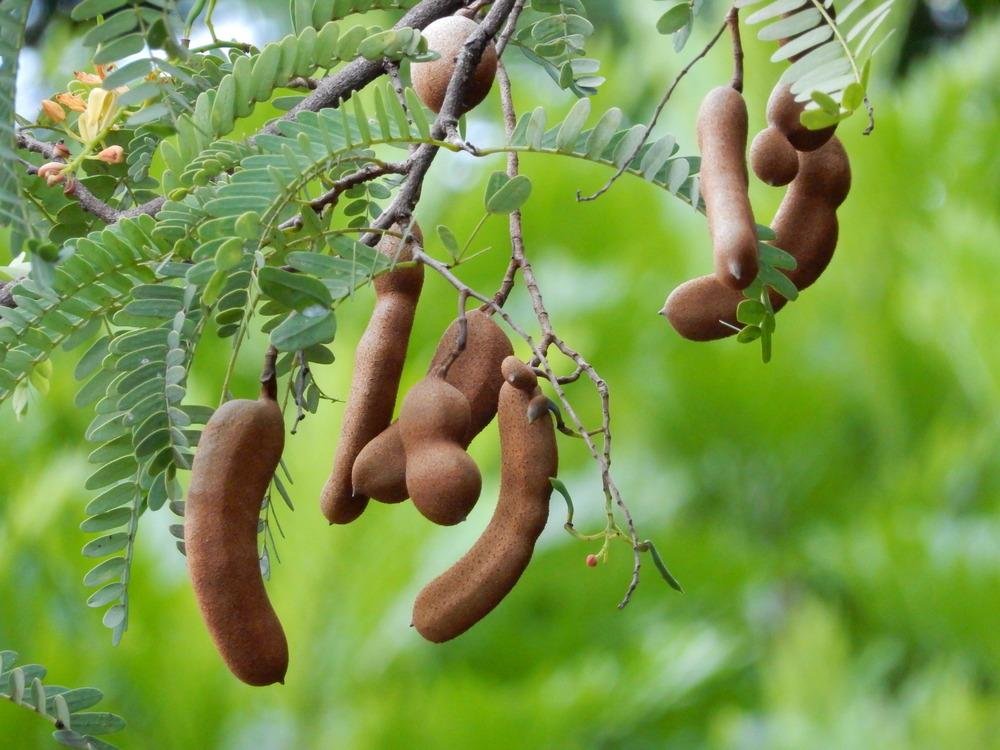 Tamarind imported image