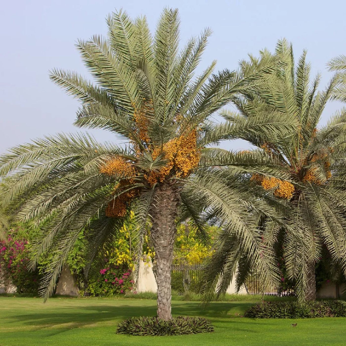 Date Palm imported image