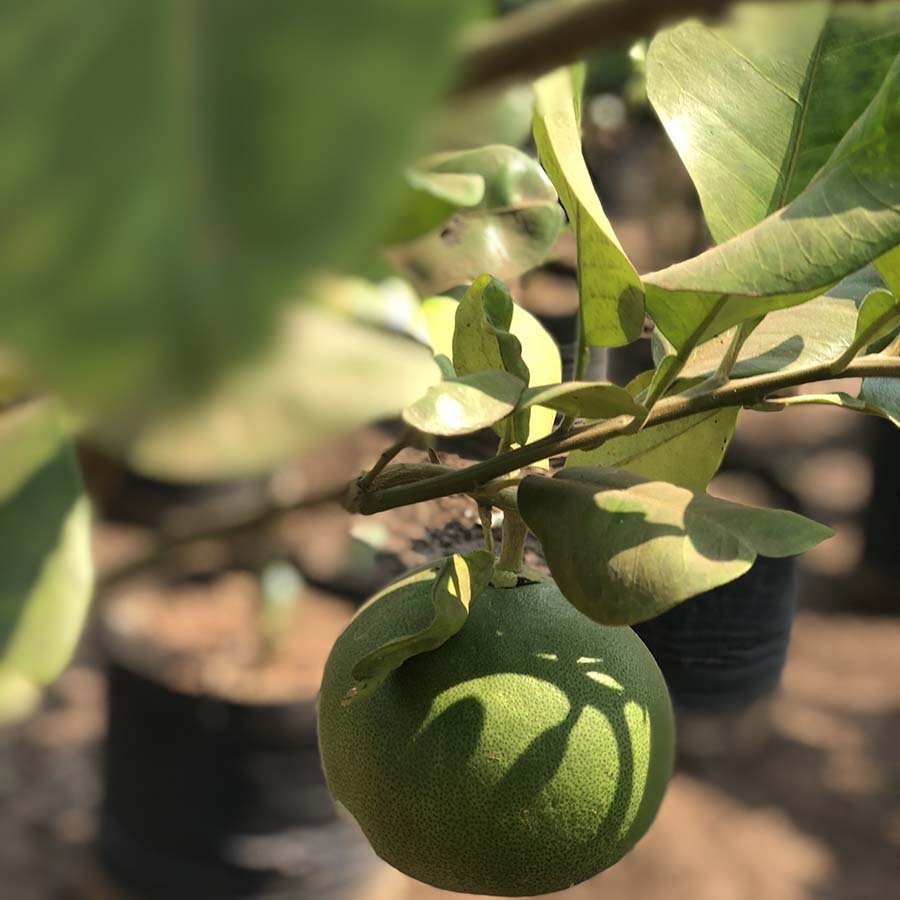 Pummelo imported image