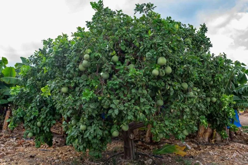 Pummelo imported image